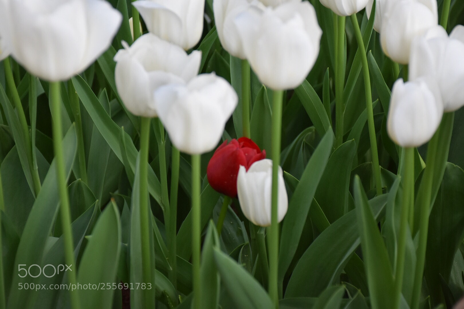 Nikon D7200 sample photo. Red <3 photography