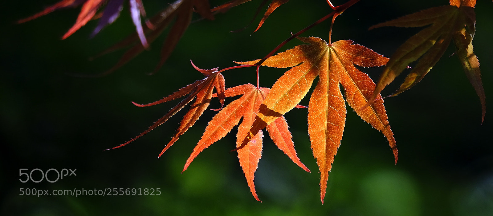 Fujifilm X-H1 sample photo. When spring looks like photography