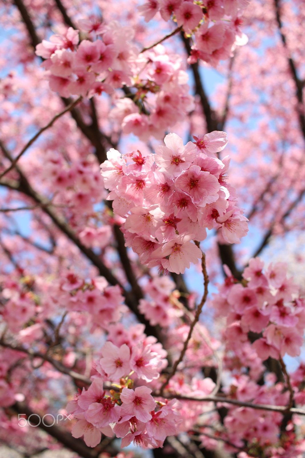 Canon EF-S 24mm F2.8 STM sample photo. Cherry blossom photography