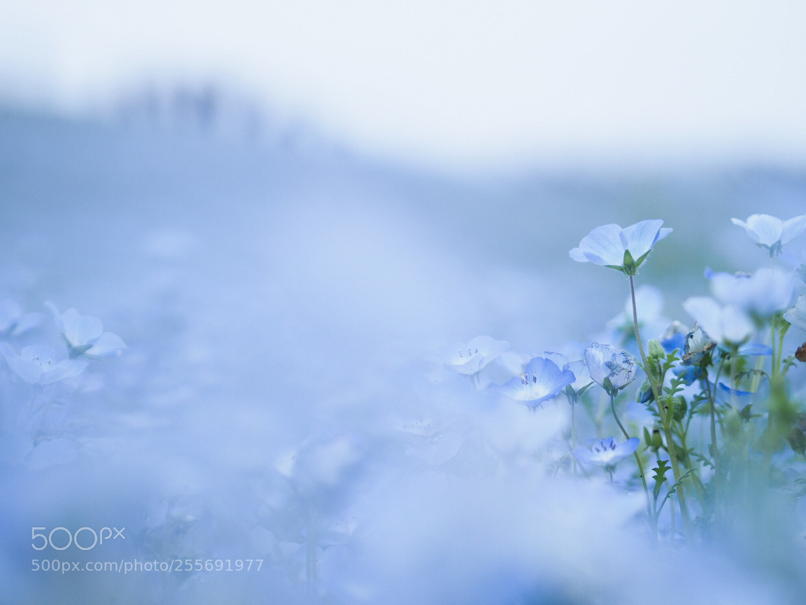 Olympus OM-D E-M1 Mark II sample photo. Nemophila blue photography