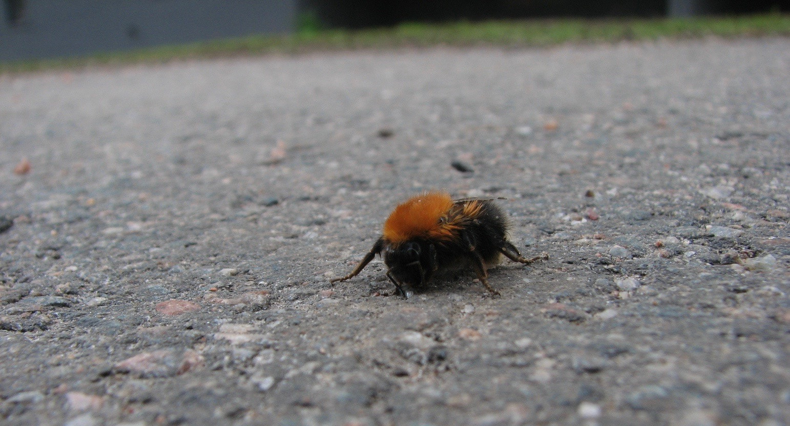 Canon POWERSHOT S3 IS sample photo. First bumblebee is always the queen photography