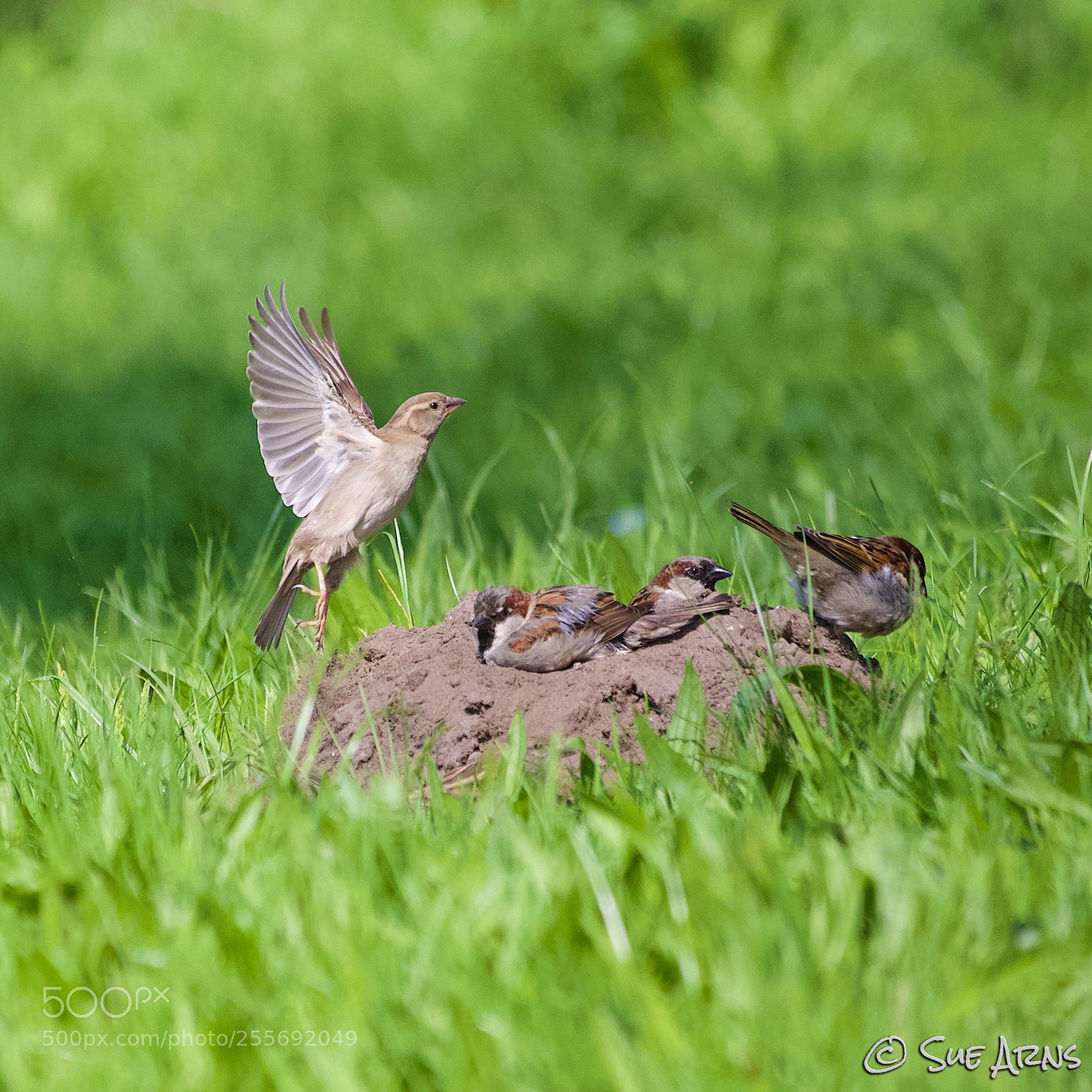 Canon EOS 6D sample photo. Landing sparrow photography
