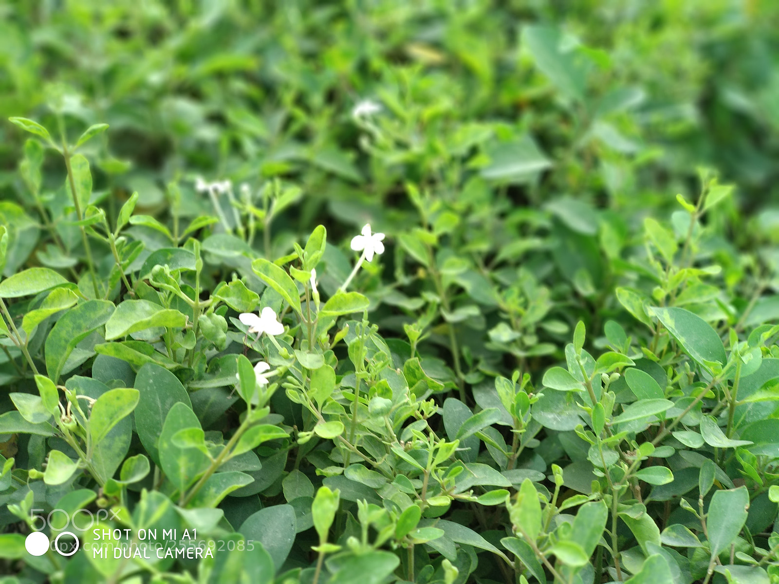 Xiaomi Mi A1 sample photo. Untitled photography