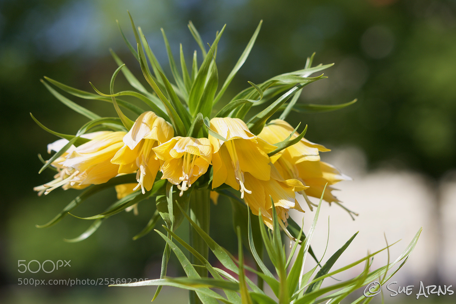Canon EOS 6D sample photo. Yellow flower photography
