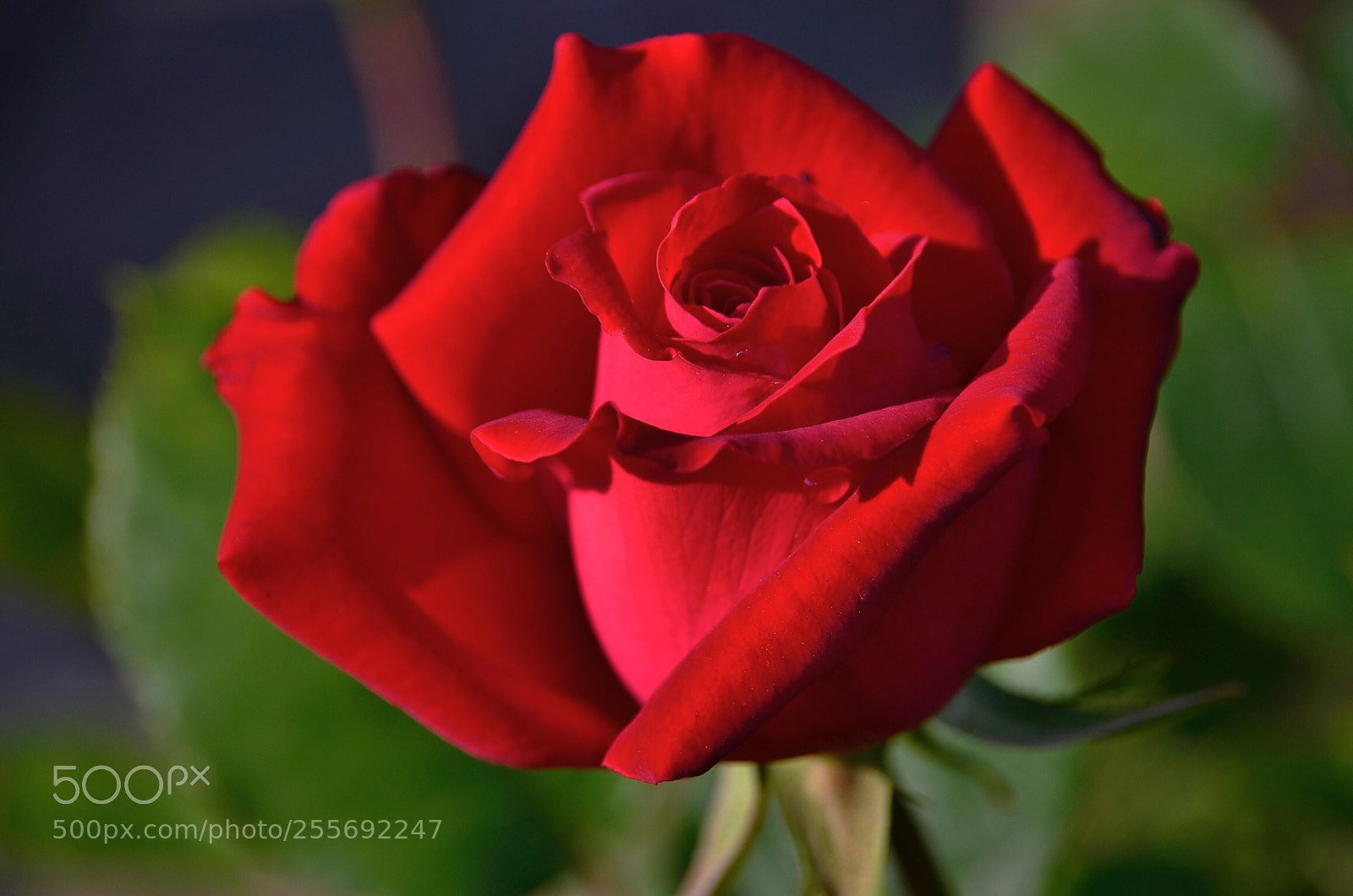 Nikon D7000 sample photo. In the name of photography