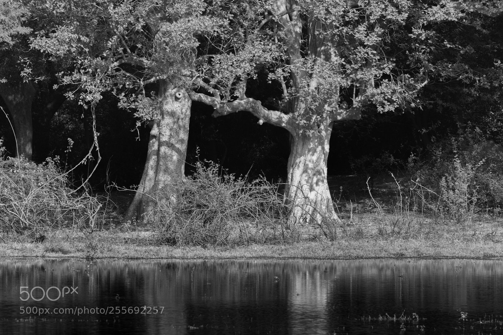 Canon EOS 5D Mark II sample photo. Forest photography