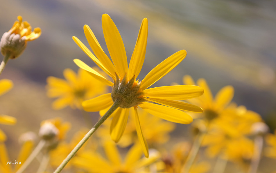 Samsung NX30 sample photo. ... photography