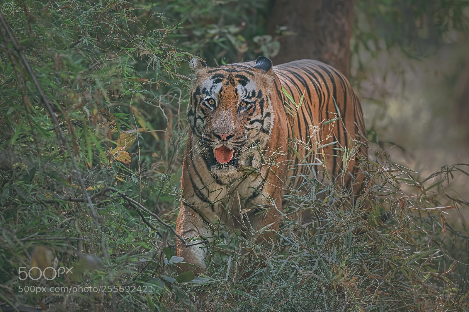 Canon EOS-1D X sample photo. Tiger photography