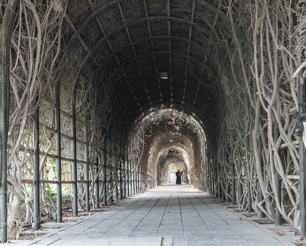 Nikon D850 sample photo. Bougainvillea tunnel photography
