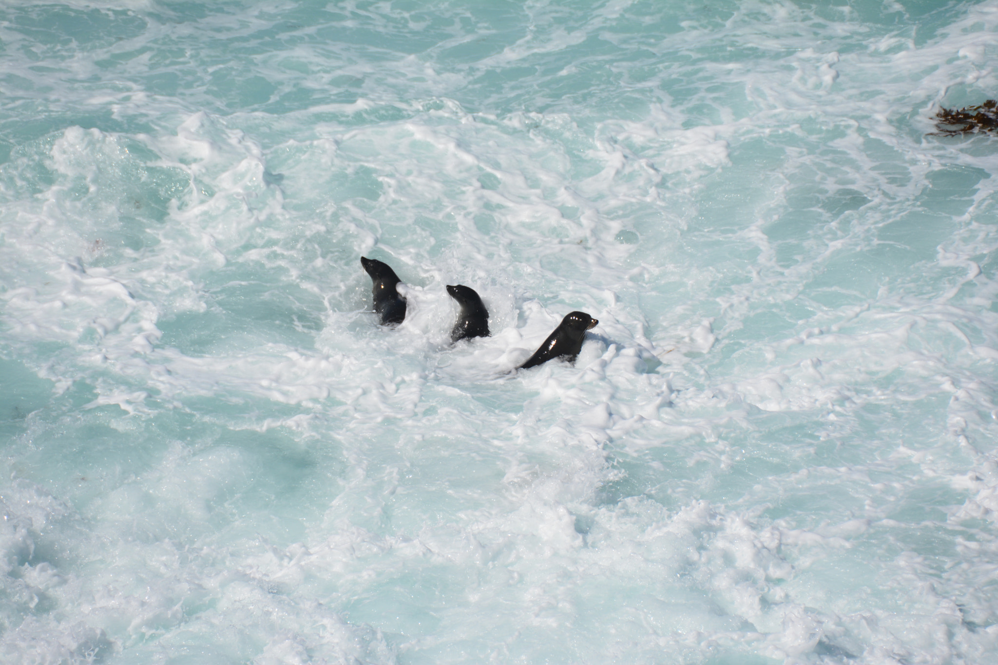 Nikon D7100 sample photo. Seals in the pristine surf of kangaroo island photography