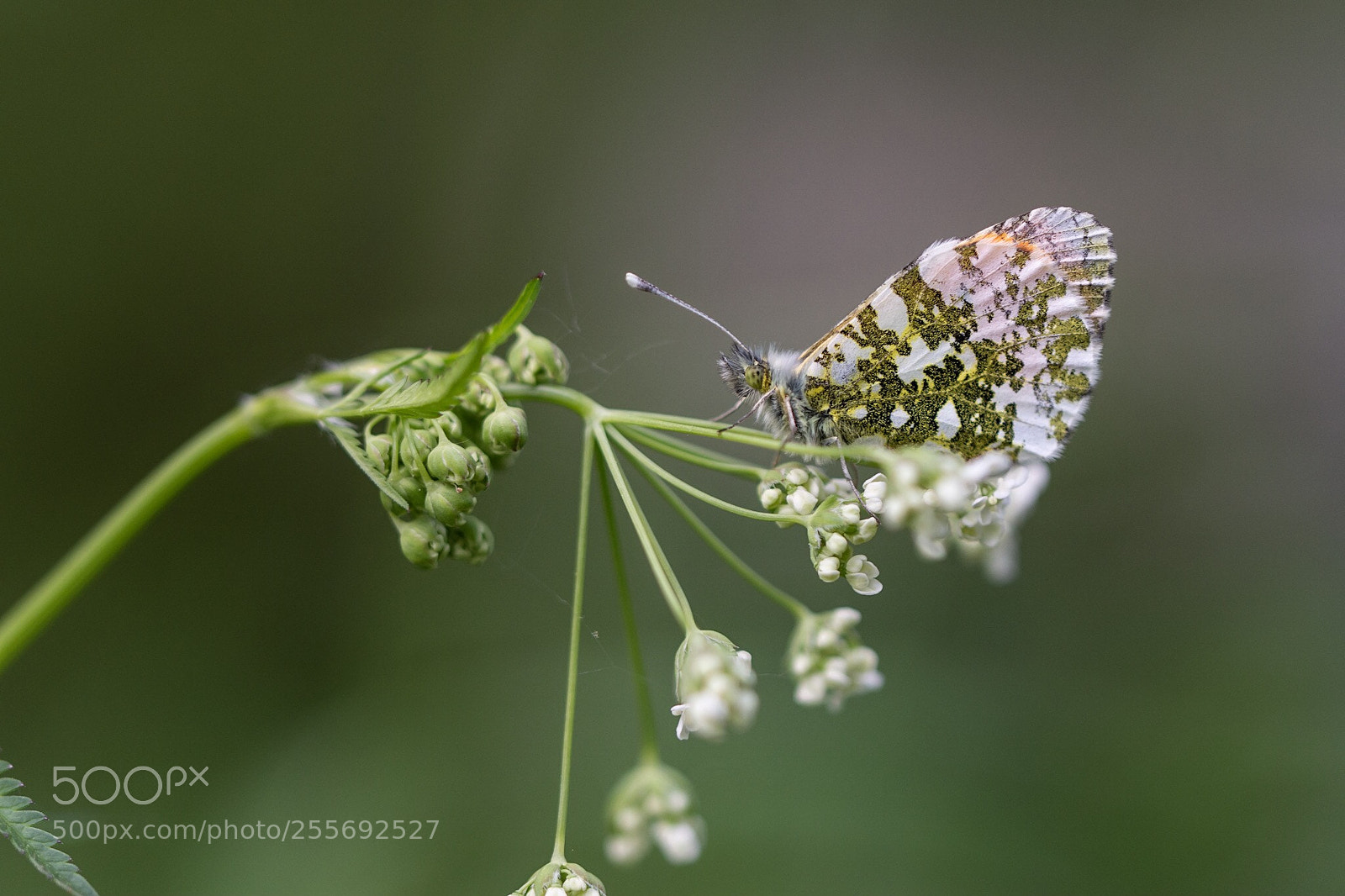 Nikon D7200 sample photo. Orange tip photography