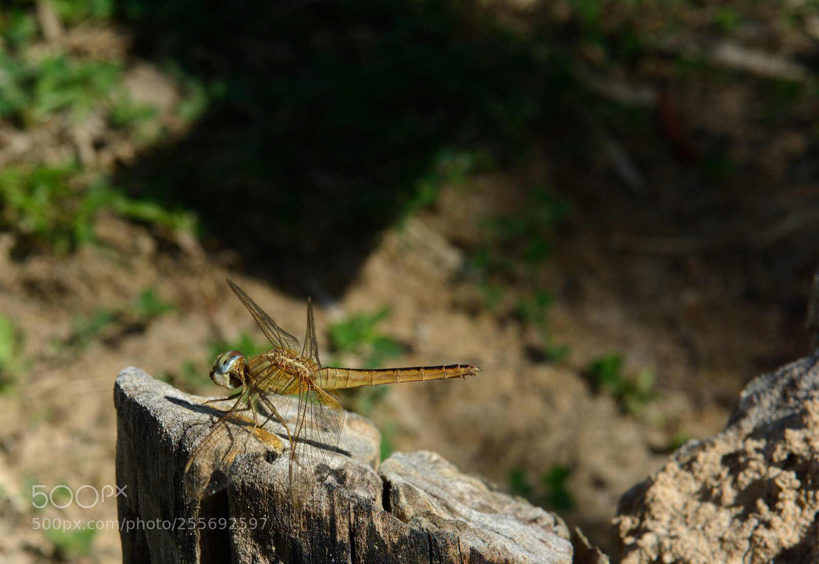 Nikon D7100 sample photo. Resting dragonfly photography