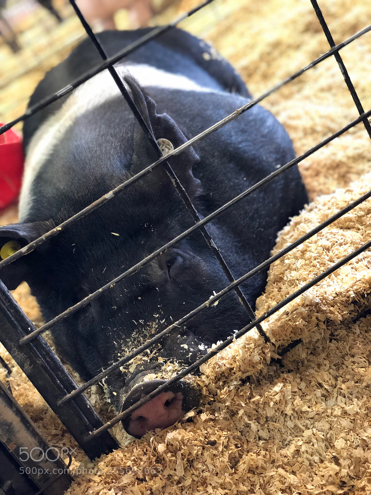 Apple iPhone X sample photo. Untitled photography
