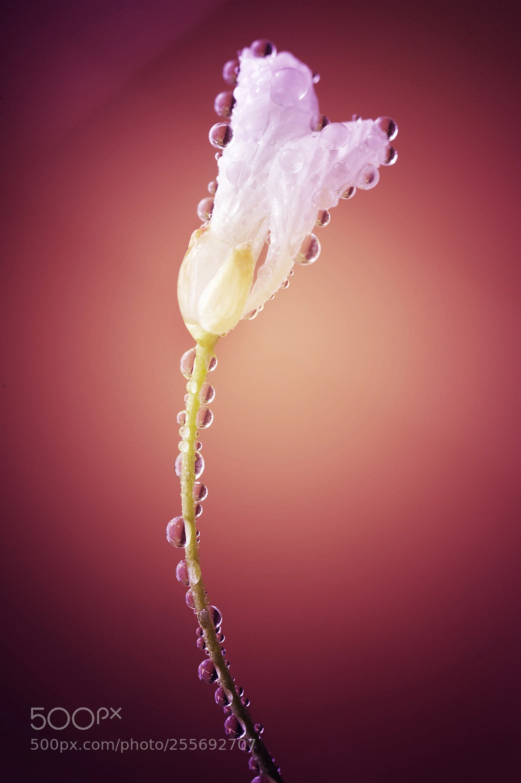 Nikon D700 sample photo. Reddish photography