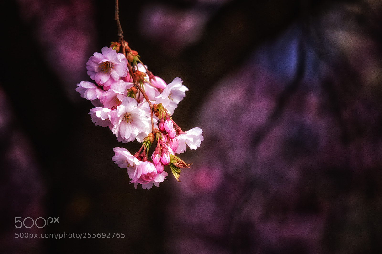 Canon EOS 6D sample photo. Tree in bloom photography