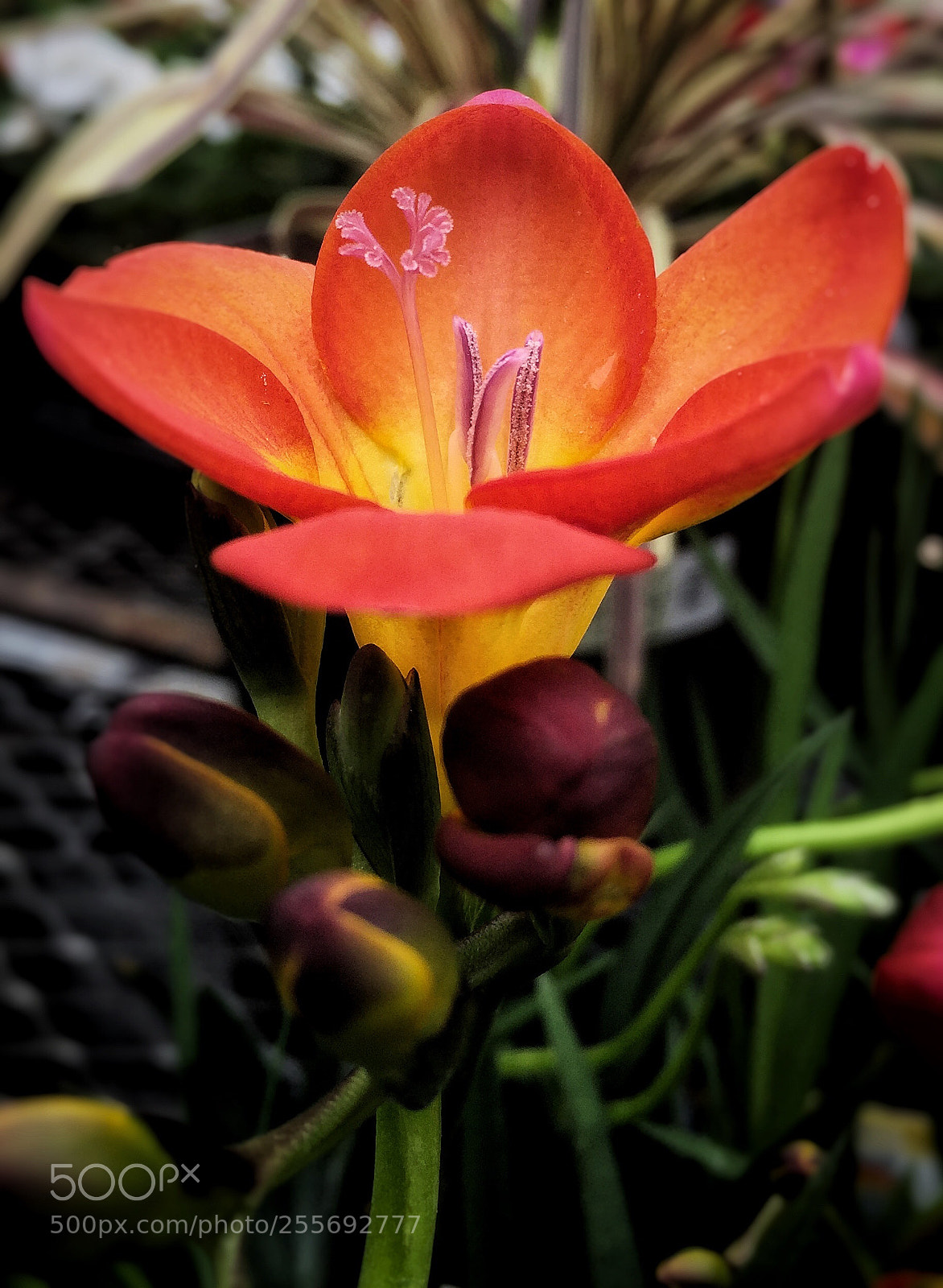 Apple iPhone 6 sample photo. Flower  photography