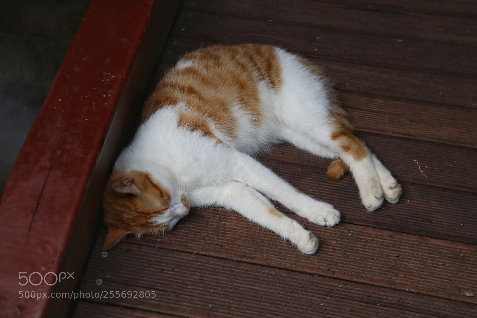 Canon EOS 80D sample photo. Untitled photography