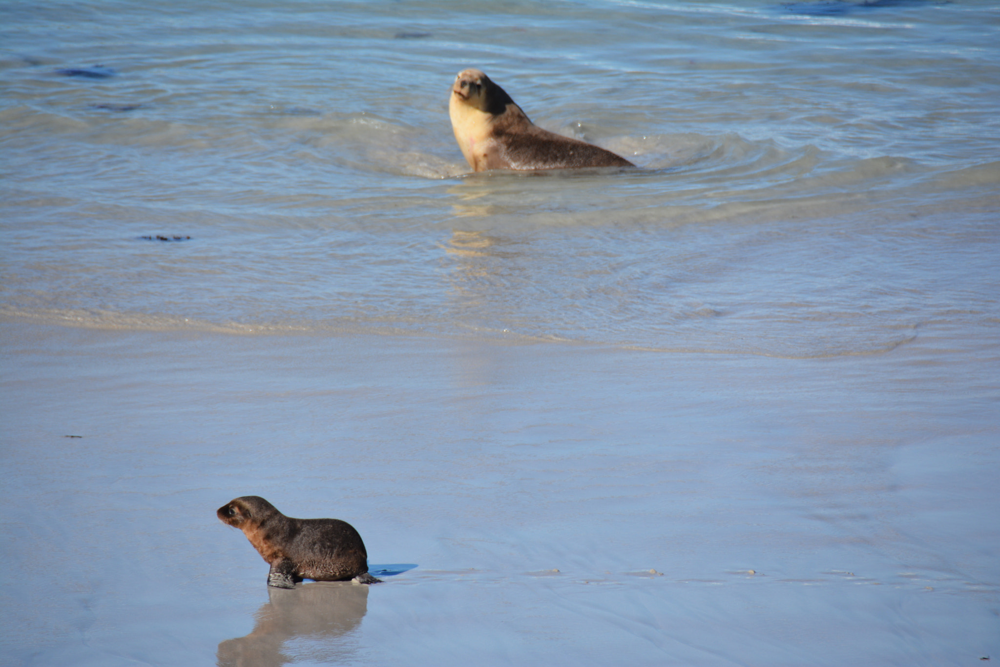 Nikon AF-S DX Nikkor 18-300mm F3.5-5.6G ED VR sample photo. Seal pup with mother watching on kangaroo island photography