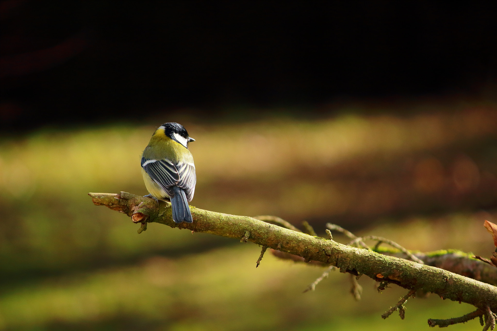 Canon EF-S 55-250mm F4-5.6 IS sample photo. Mesange photography