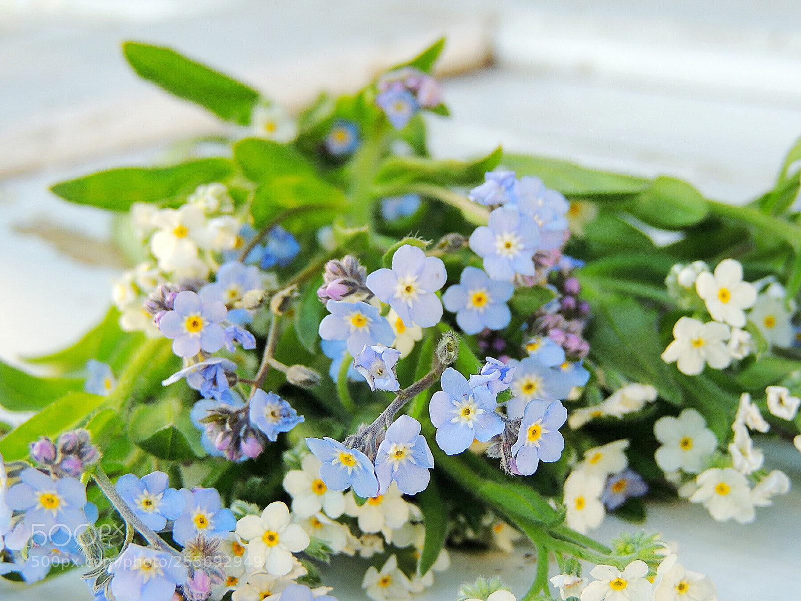 Nikon Coolpix P510 sample photo. Forget me not flowers photography