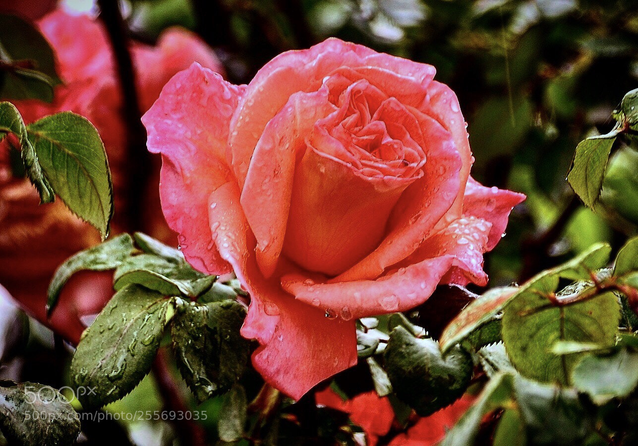 Nikon D7000 sample photo. Raining & rose photography