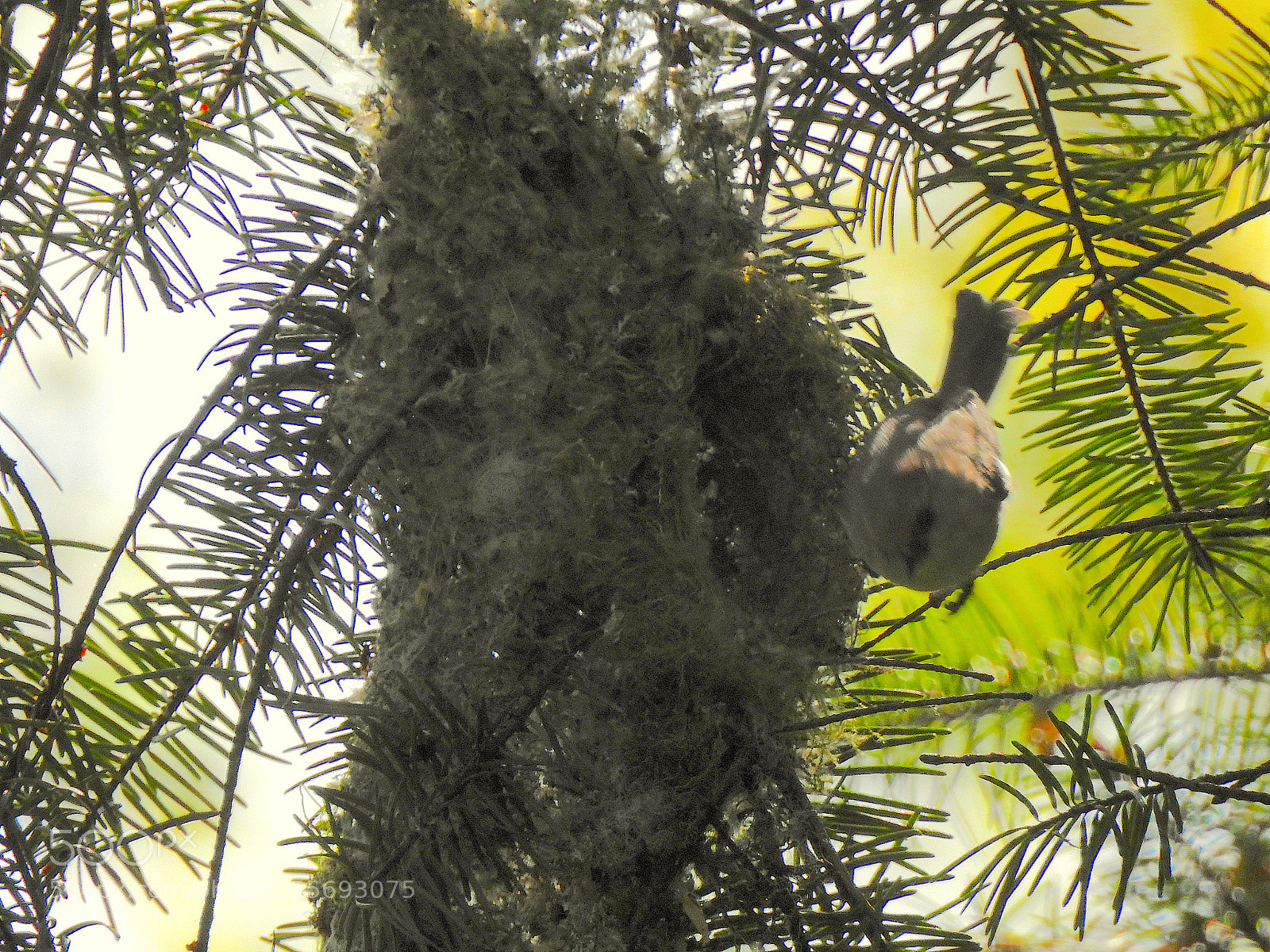 Nikon Coolpix P900 sample photo. Bushtit nest photography
