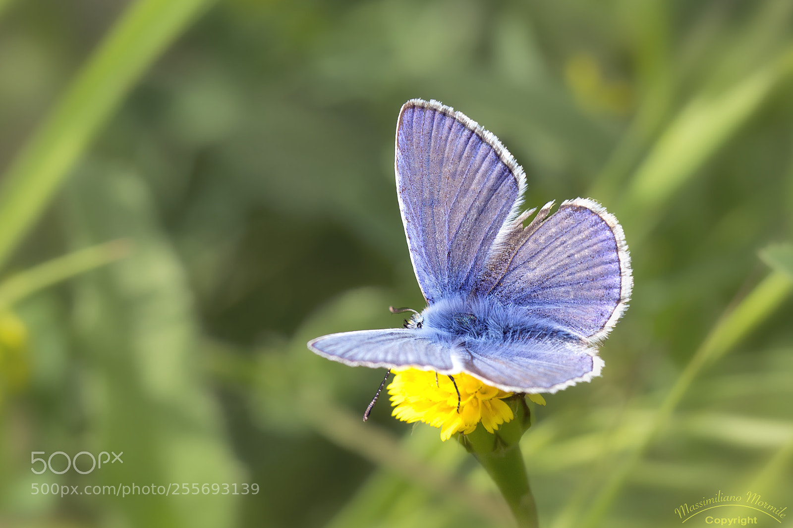 Canon EOS 6D sample photo. A little butterfly photography