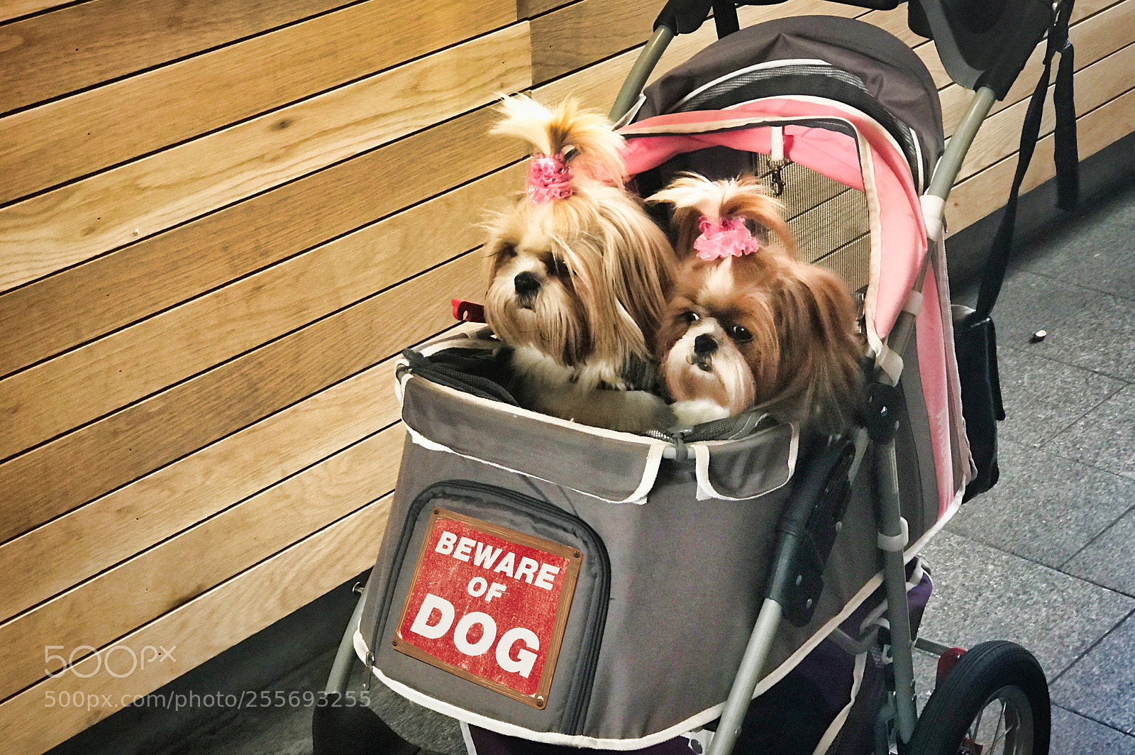 Apple iPhone 7 Plus sample photo. Dogs photography