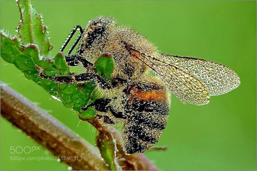 Nikon D90 sample photo. . photography