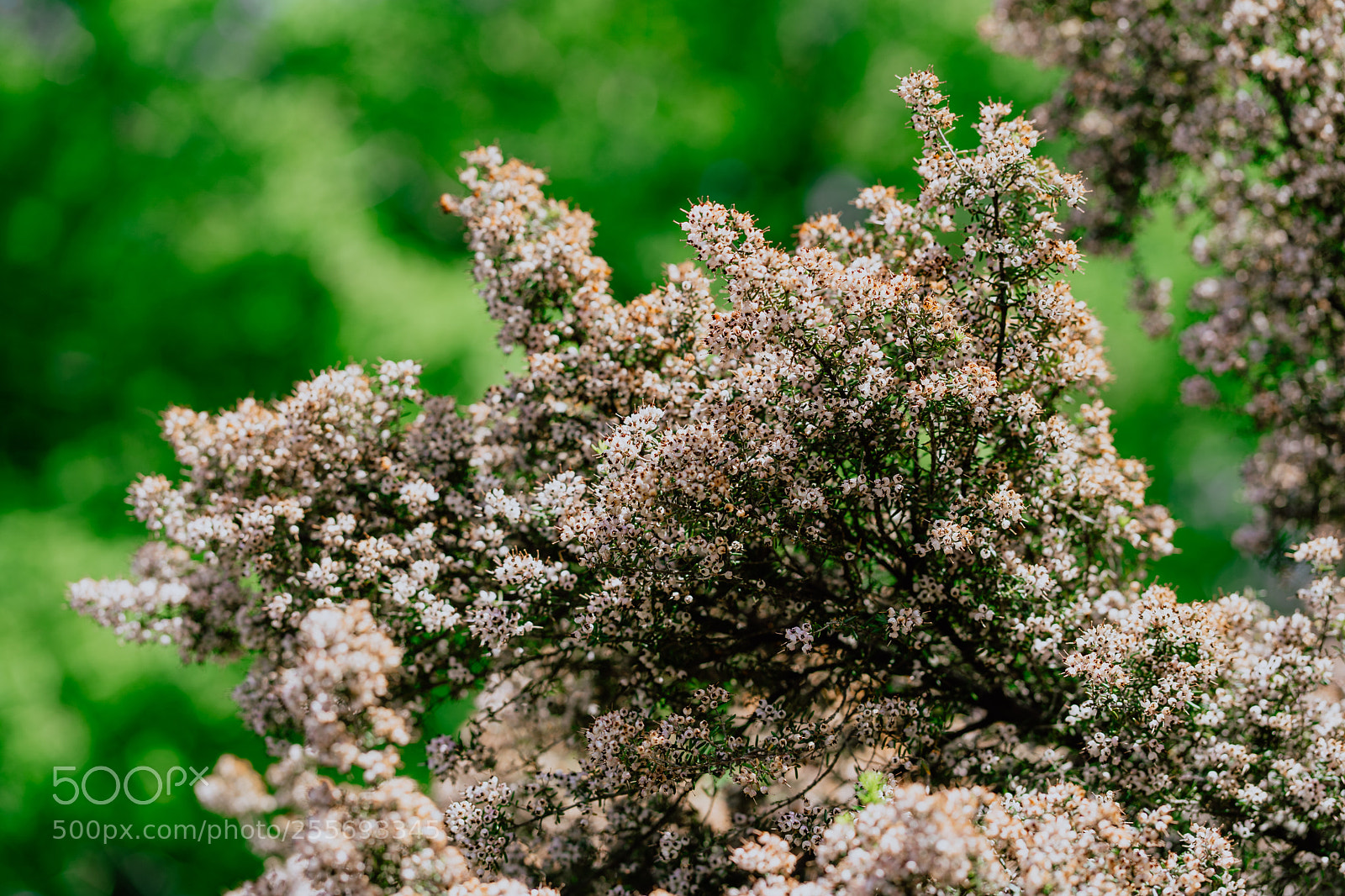 Sony a7 III sample photo. Bloom photography