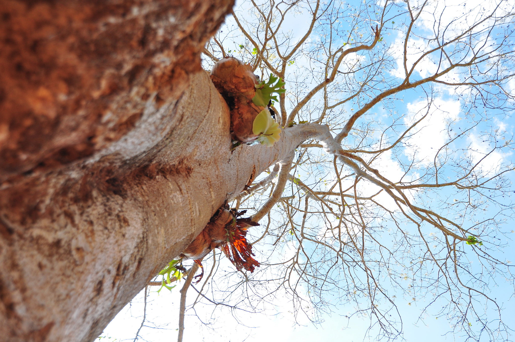 Nikon D90 sample photo. Tree... photography