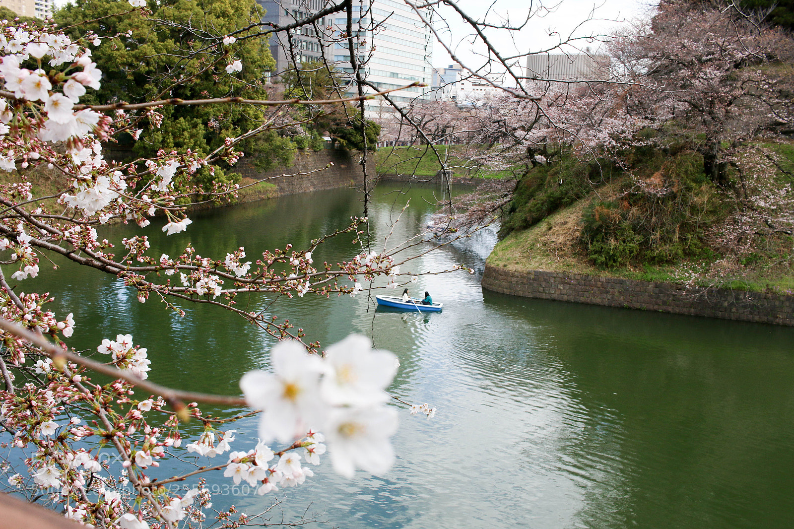 Canon EOS 70D sample photo. Chidorigafuchi boat parking, tokyo photography