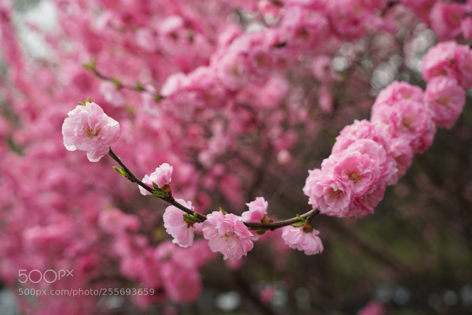 Sony a7R II sample photo. 梅花 photography