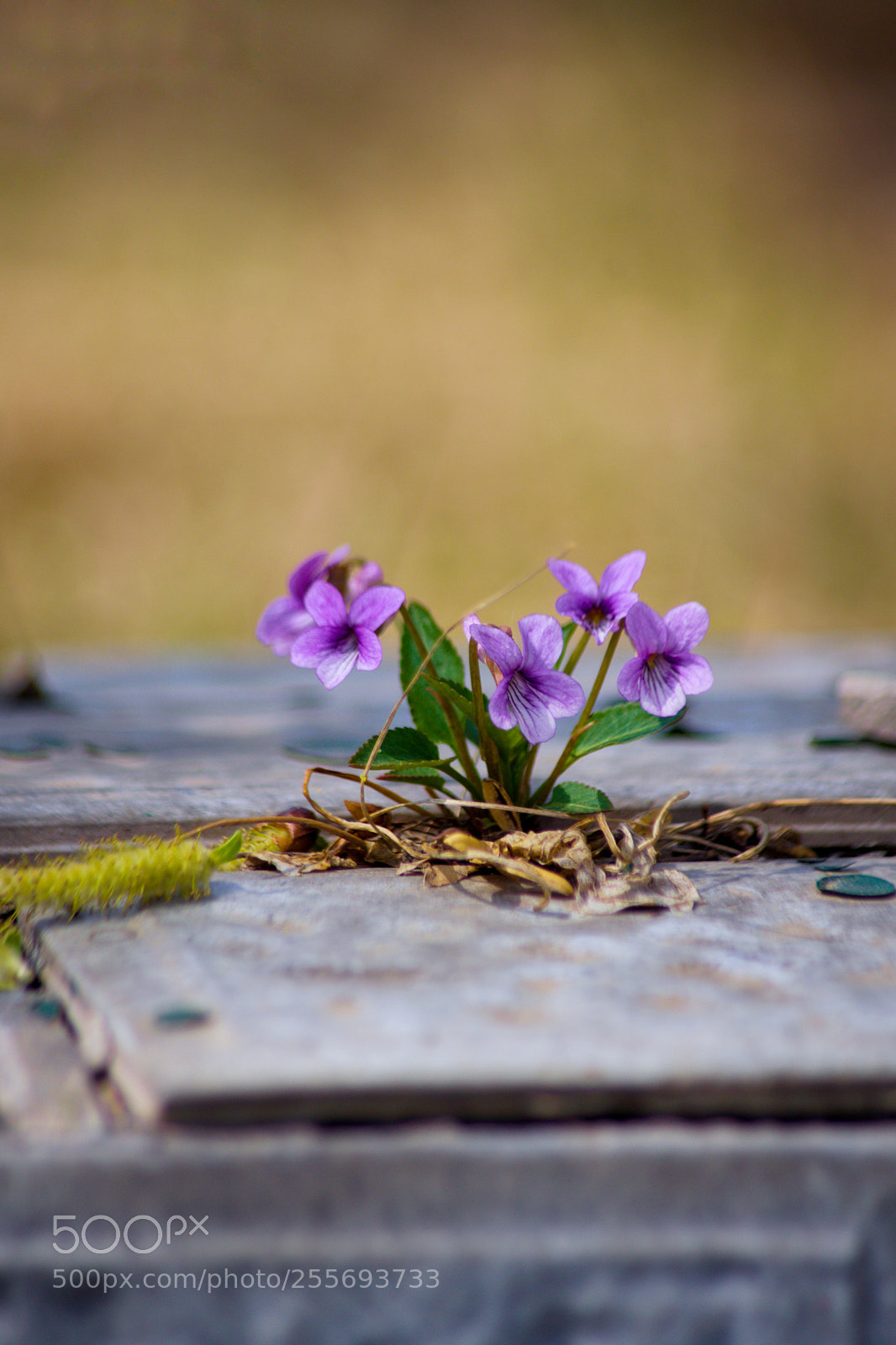 Pentax K-70 sample photo. Flower photography