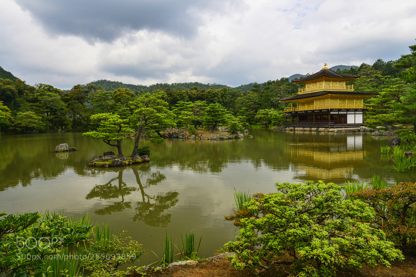Nikon D800 sample photo. Golden harmony photography