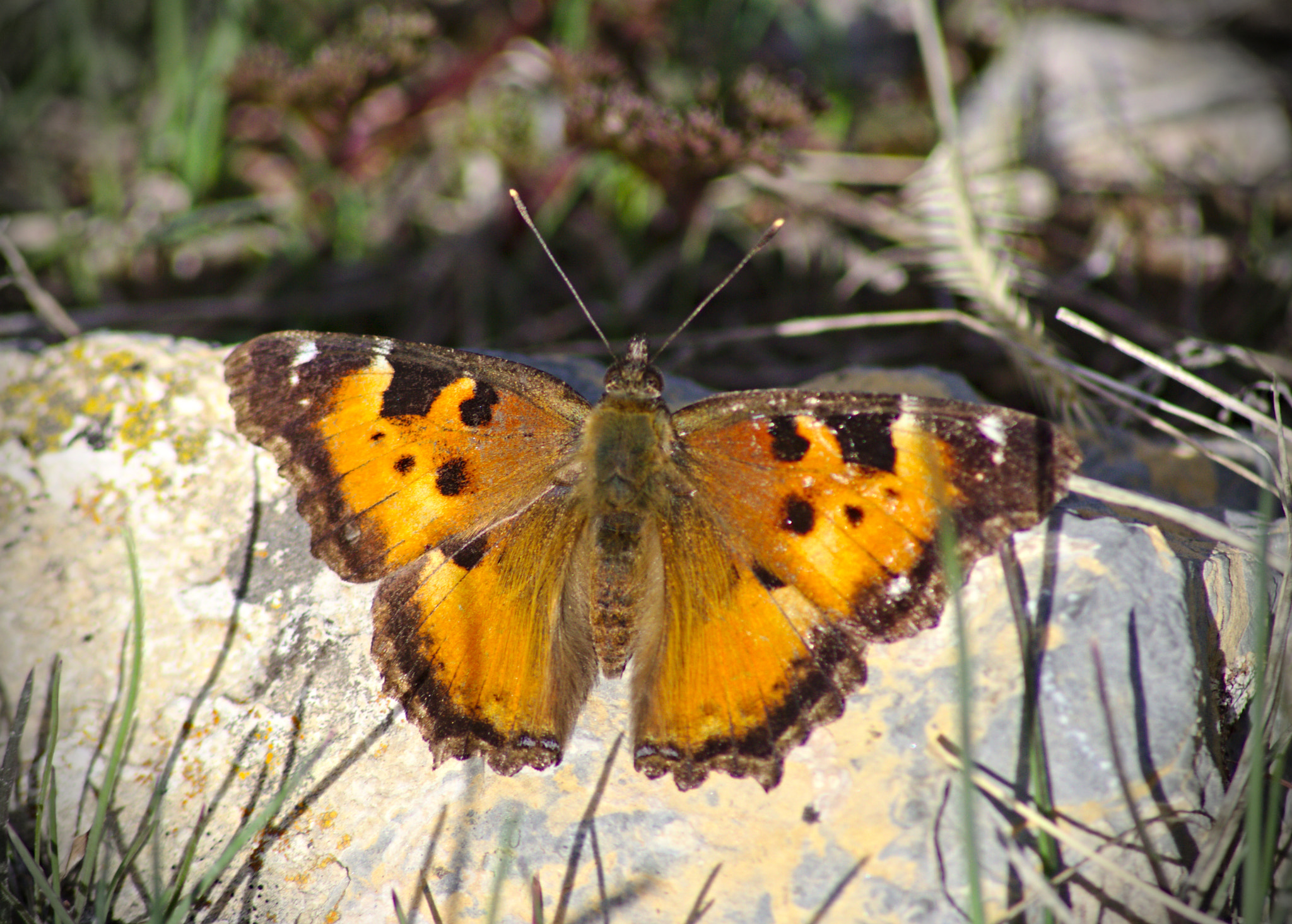 Canon EOS 1000D (EOS Digital Rebel XS / EOS Kiss F) sample photo. Butterfly photography