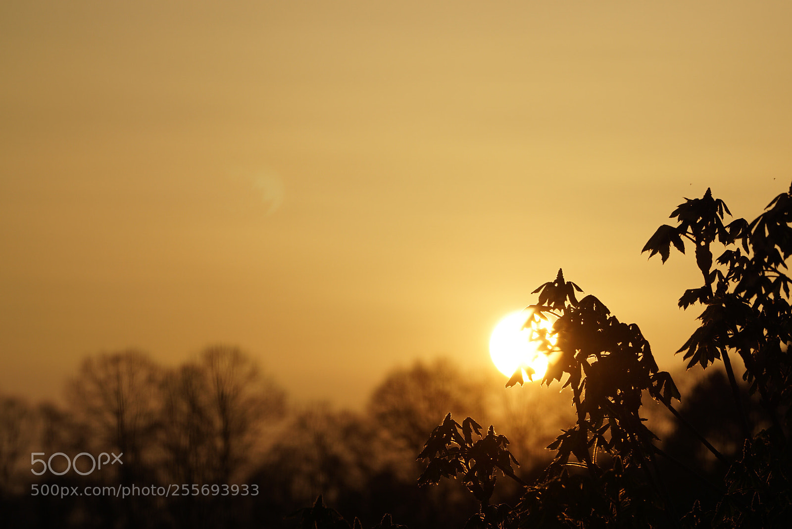 Sony a6000 sample photo. Sun photography