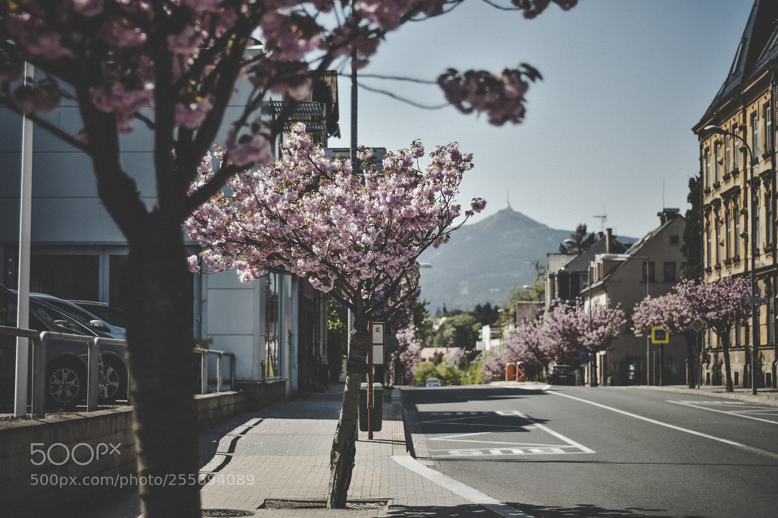Nikon D7200 sample photo. Flower street photography