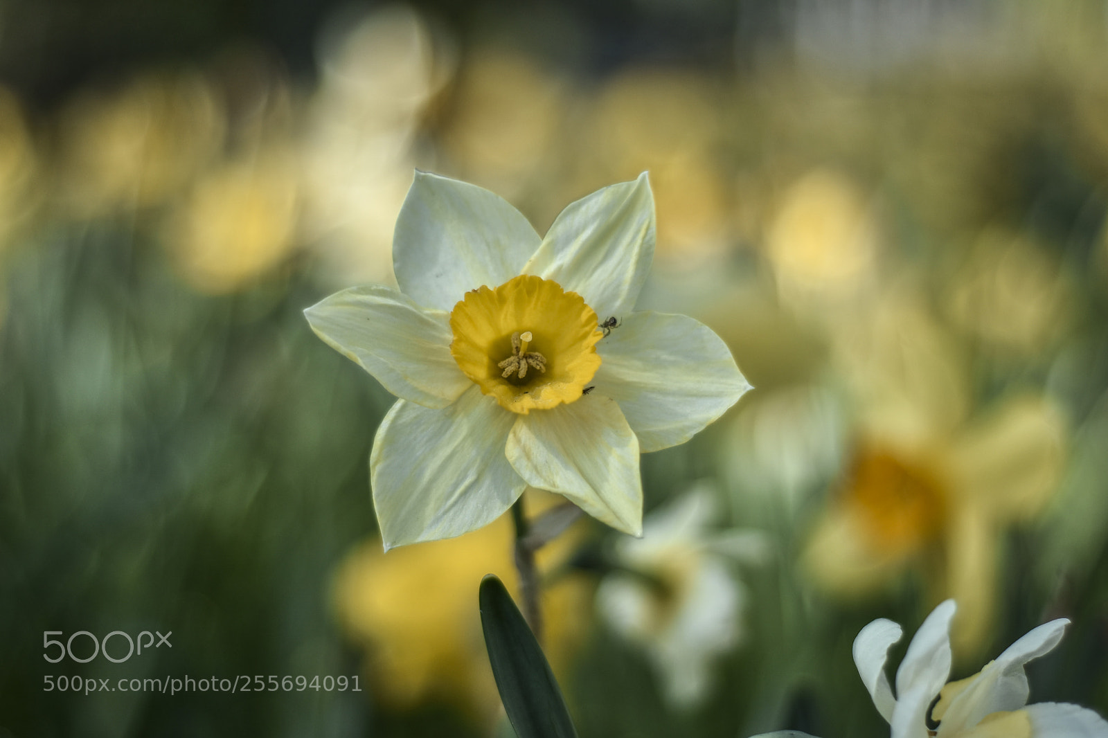 Nikon D7200 sample photo. Flower photography