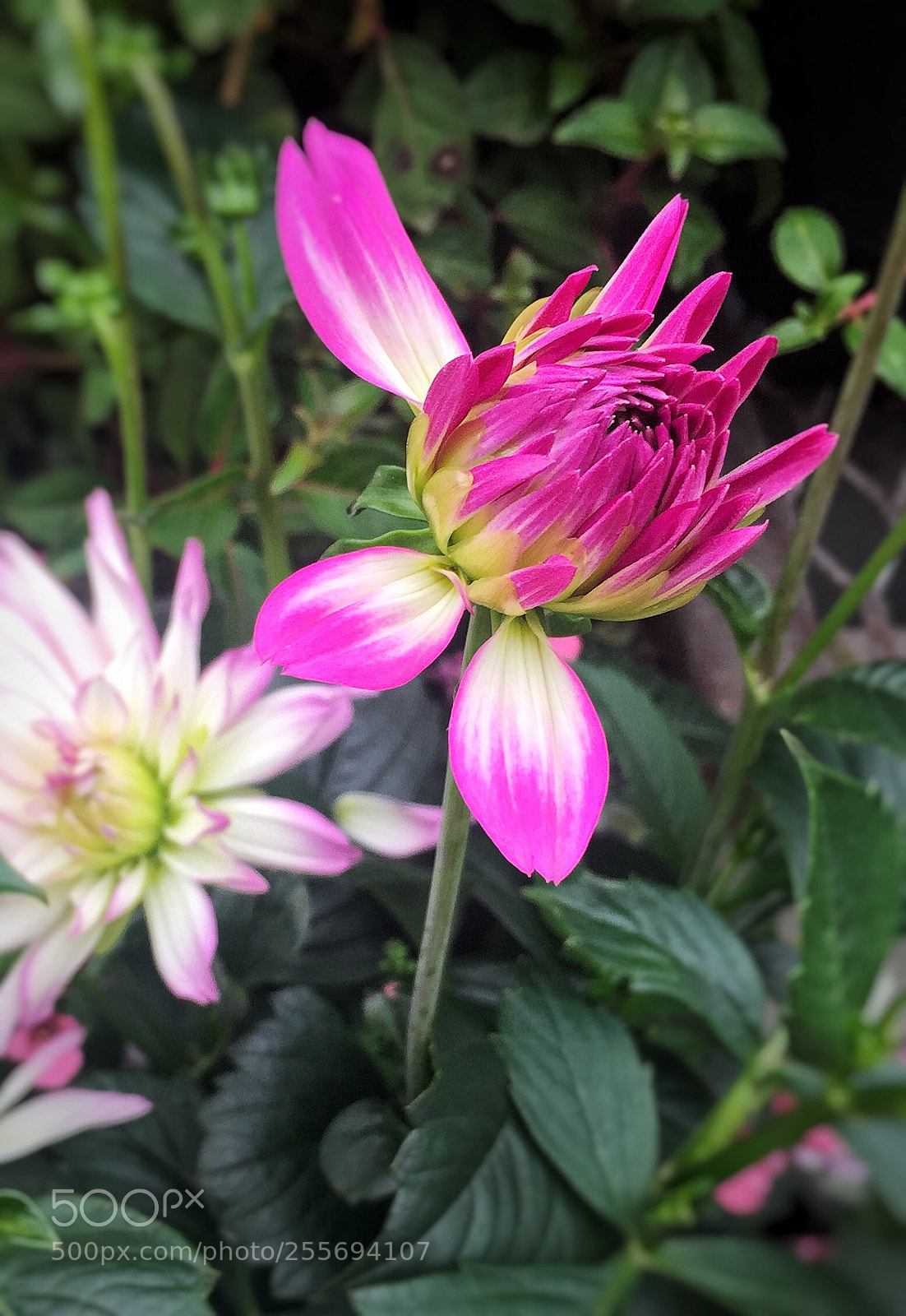 Apple iPhone 6 sample photo. Flower  photography