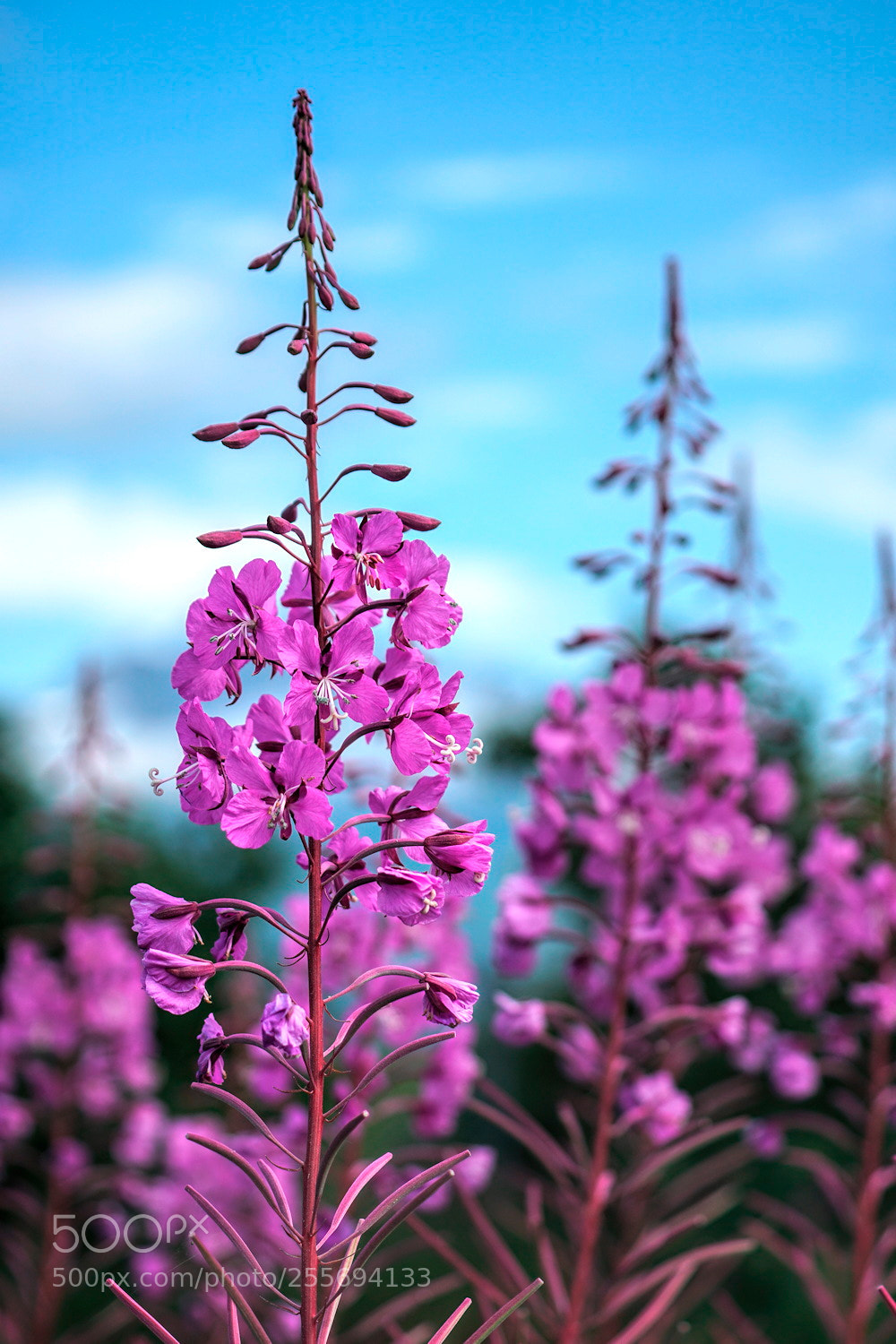 Sony a6300 sample photo. Pink power photography
