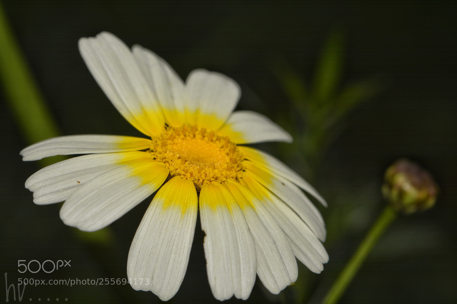 Nikon D7100 sample photo. Bonjour photography