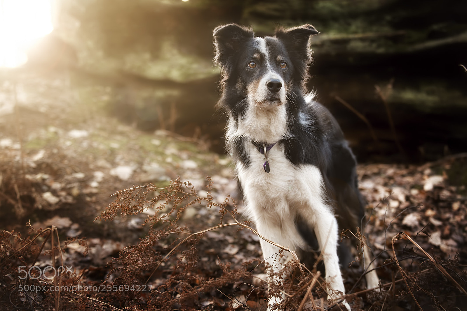 Nikon D610 sample photo. Look back at mardley photography