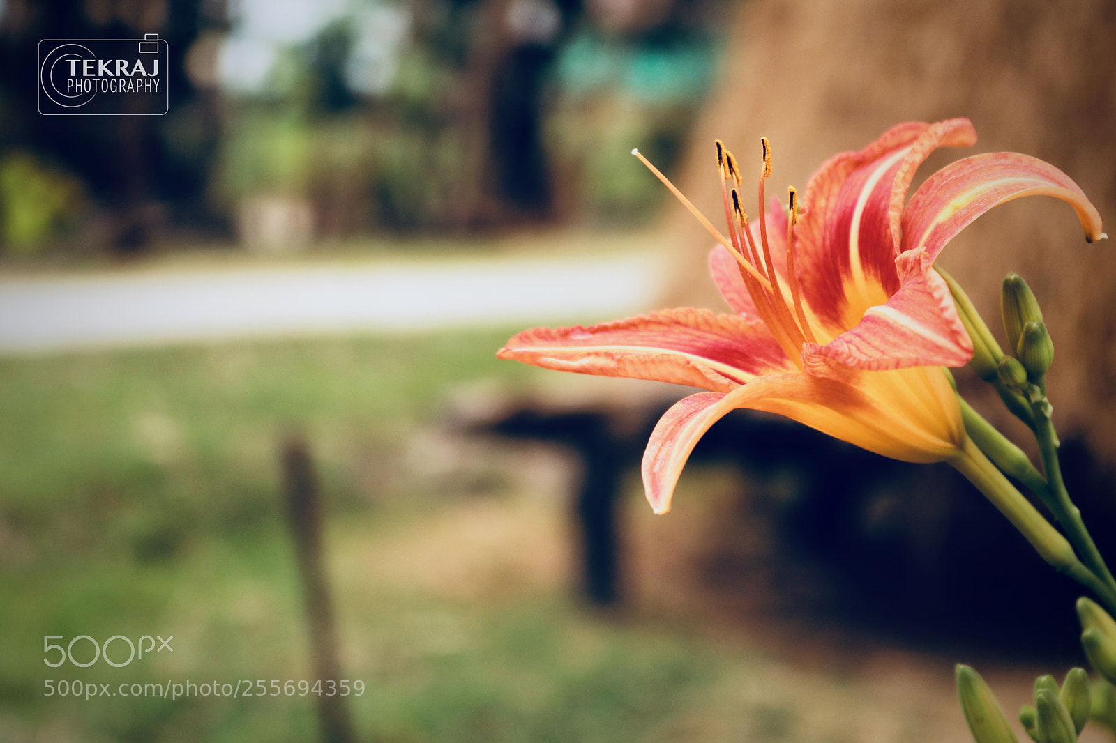 Canon EOS 750D (EOS Rebel T6i / EOS Kiss X8i) sample photo. Flower garden photography