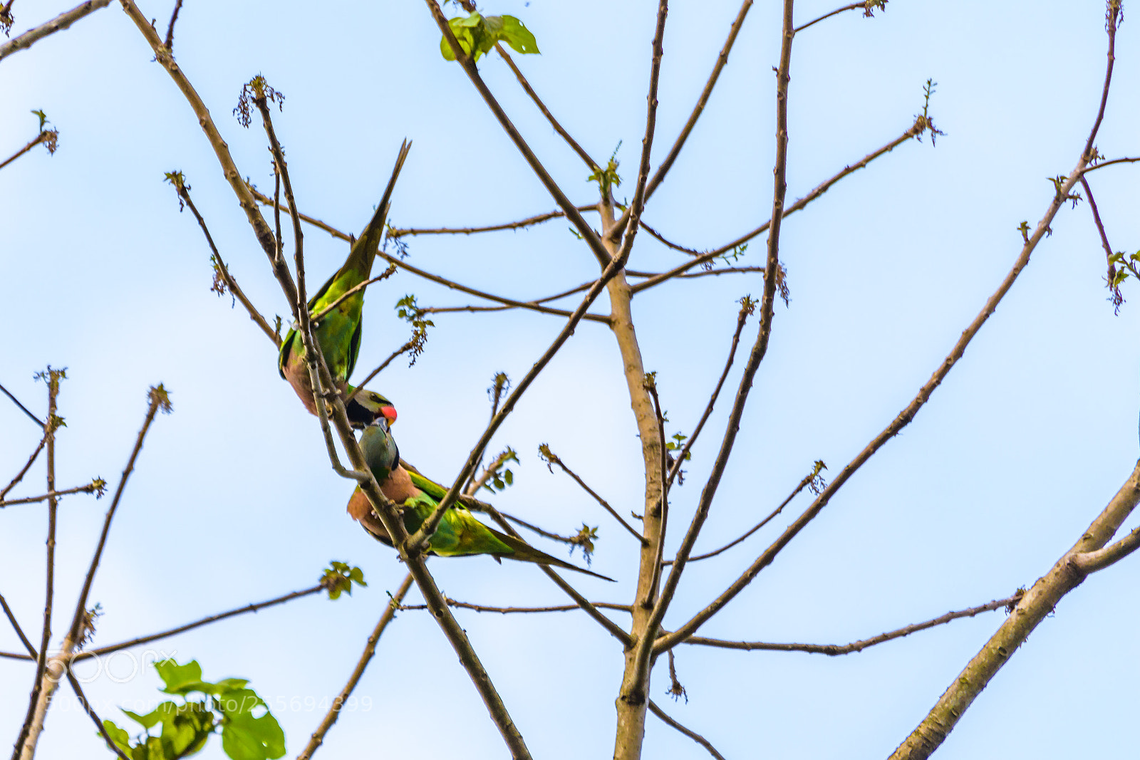 Nikon D7200 sample photo. Love birds photography