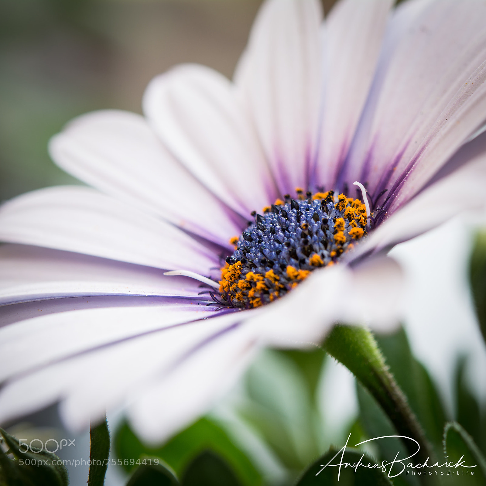 Nikon D5200 sample photo. Beauty has a name photography