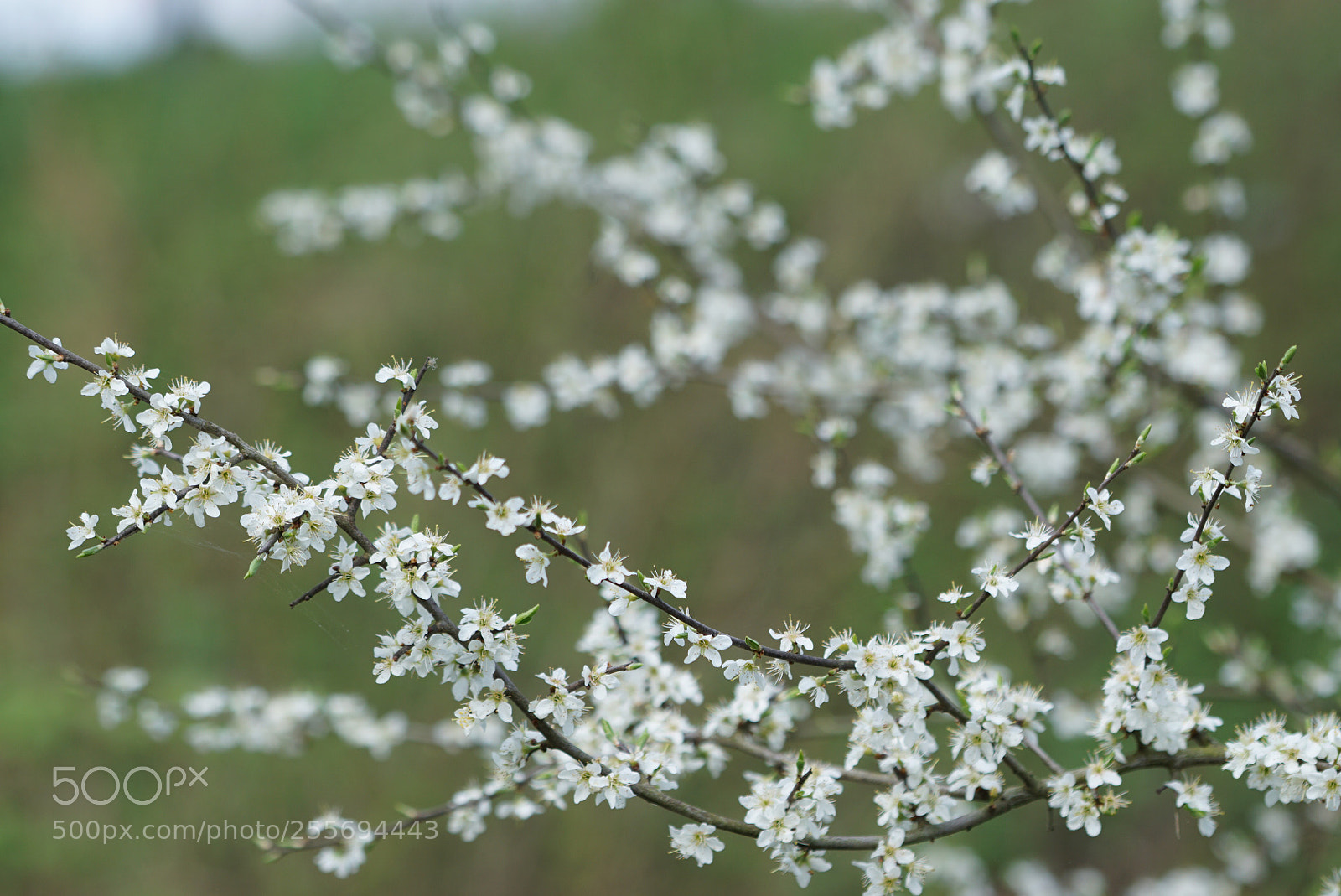 Sony a6000 sample photo. Spring photography