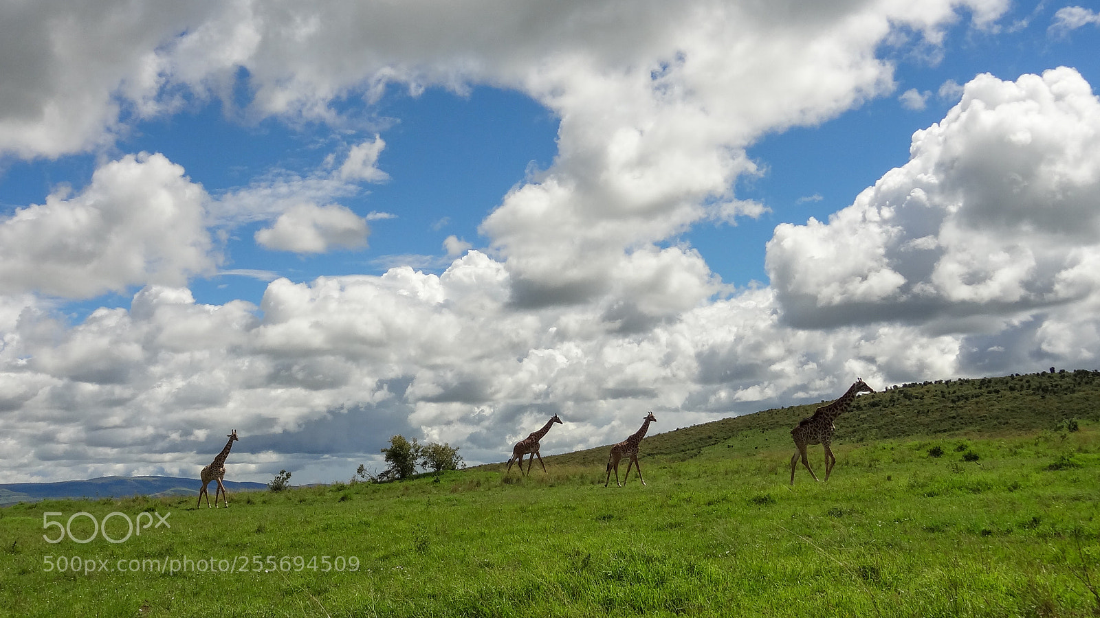 Sony Cyber-shot DSC-HX9V sample photo. Giraffe herd photography