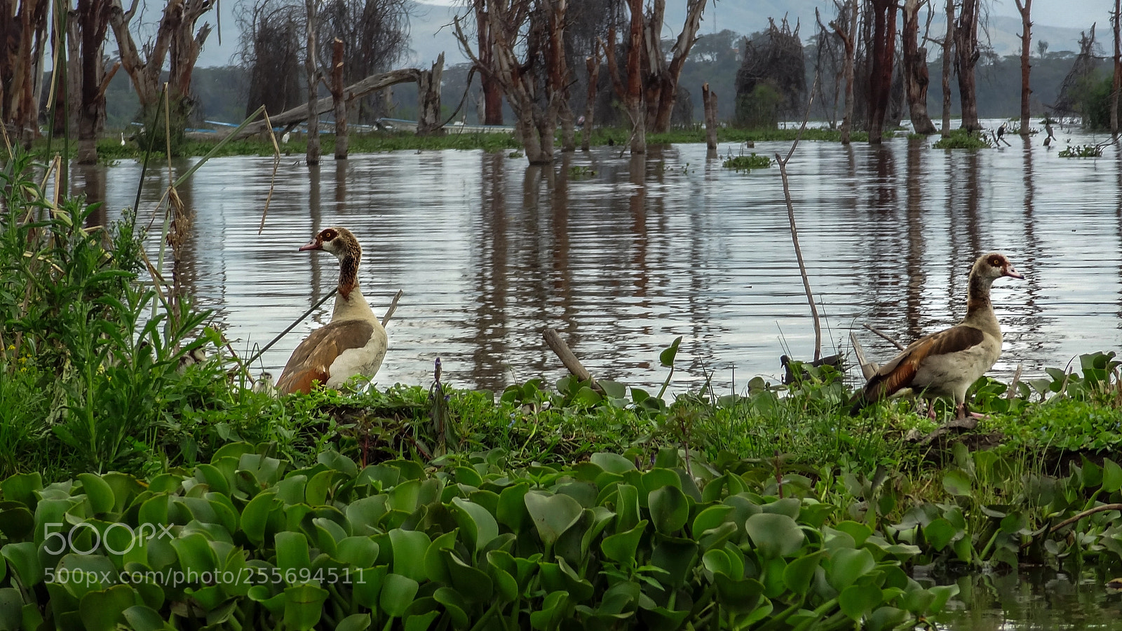 Sony Cyber-shot DSC-HX9V sample photo. Duck photography