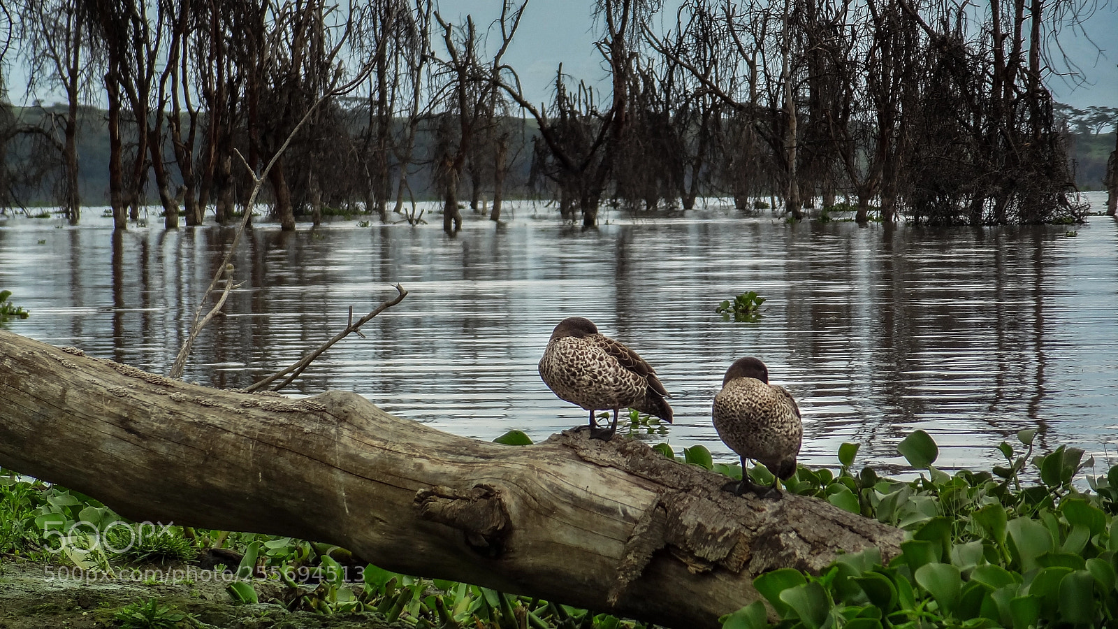 Sony Cyber-shot DSC-HX9V sample photo. Ducks photography